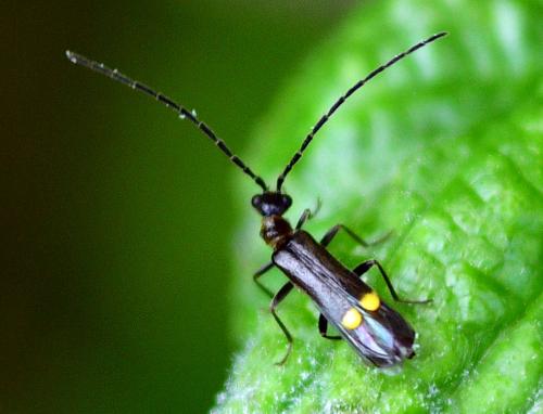 Malthodes sp.
